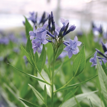 Amsonia 'Blue Ice' - Blue Ice Blue Star