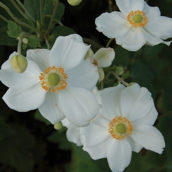 Anemone 'Honorine Jobert' - Honorine Jobert Anemone