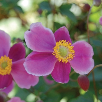 Anemone 'September Charm' - Anemone