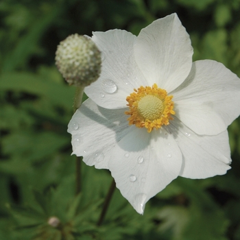 Anemone sylvestris - Snowdrop Windflower