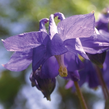 Aquilegia alpina - Columbine