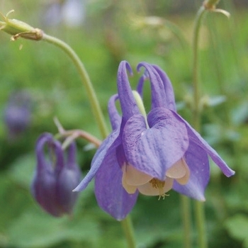 Aquilegia flabellata 'Mini Star' - Columbine