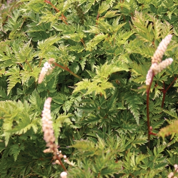 Aruncus aethusifolius 'Noble Spirits' - Miniature Goatsbeard