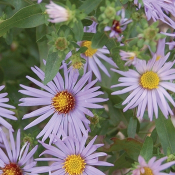 Aster oblongifolius 'Raydon's Favorite' - Oblongleaf Aster Cultivar