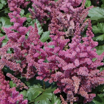 Astilbe chinensis 'Visions' - Chinese Astilbe