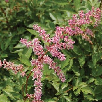 Astilbe x arendsii 'Flamingo' - False Spirea