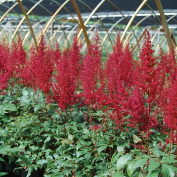 Astilbe arendsii 'Fanal' - False Spirea