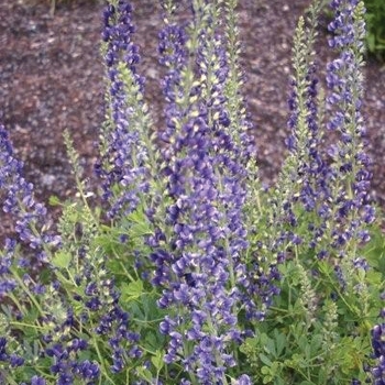 Baptisia x varicolor 'Midnite Prairieblues™ ' - False Indigo