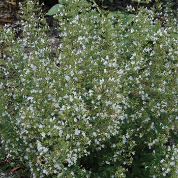 Calamintha nepeta 'var nepeta' - Calamint