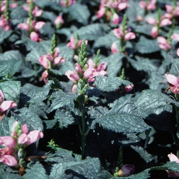 Chelone lyonii - 'Hot Lips' Pink Turtlehead