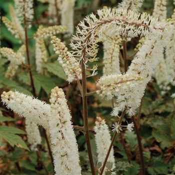 Actaea ramosa 'Atropurpurea' - Branched Bugbane