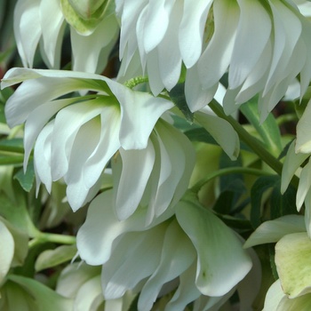 Helleborus x hybridus 'Sparkling Diamond' - Sparkling Diamond Double Lenton Rose