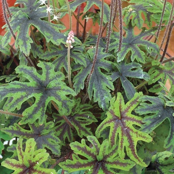 Tiarella 'Oakleaf' - Trailing Foam Flower