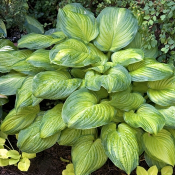 Hosta 'Guacamole' - Hosta - Plantain Lily