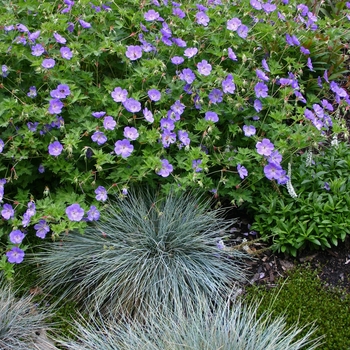 Geranium 'Rozanne' - Rozanne Cranesbill