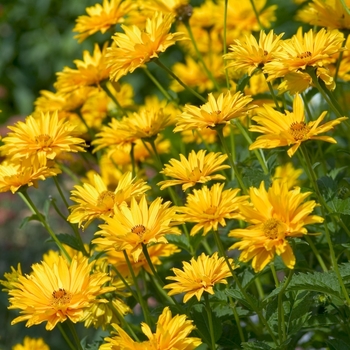 Heliopsis 'Ballerina' (False Sunflower) - Ballerina False Sunflower