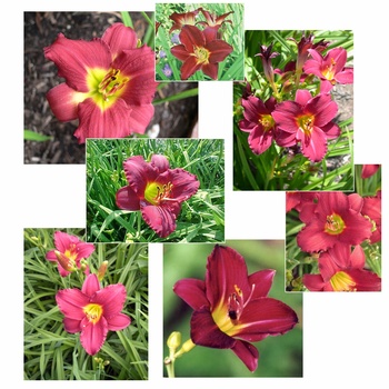 Hemerocallis 'Pardon Me' - Daylily