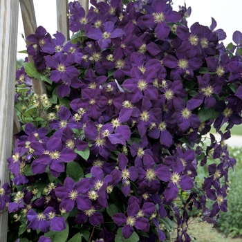 Clematis 'Jackmanii' - Clematis, Jackmanii