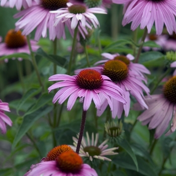 Echinacea 'Magnus' - Magnus Coneflower