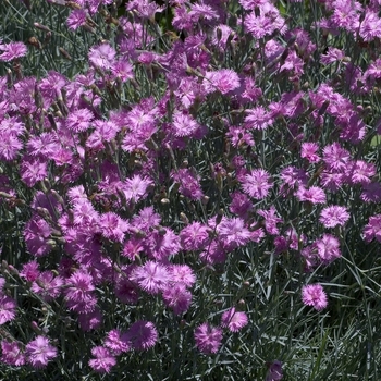 Dianthus 'Mountain Mist' (Cheddar Pink) - Mountain Mist Cheddar Pink