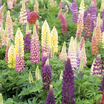 Lupinus perennis - Perennial Lupine