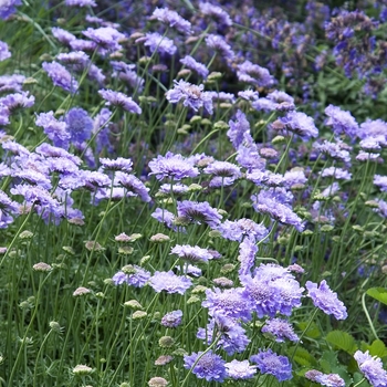 Scabiosa columbaria 'Butterfly Blue' - Pincushion Flower