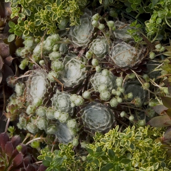 Sempervivum tectorum - 'Hardy Series Mixed' Hen and Chicks