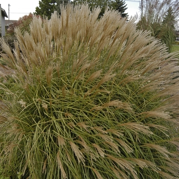 Miscanthus sinensis 'Adagio' - Dwarf Japanese Silver Grass