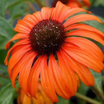 Echinacea (Coneflower) - Dream™ ''Tangerine Dream''