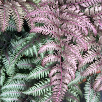 Athyrium niponicum var. pictum 'Burgundy Lace' - Burgundy Lace Japanese Painted Fern