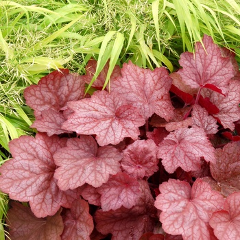 Heuchera 'Georgia Peach' - Coral Bells