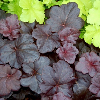 Heuchera 'Obsidian' - Coral Bells