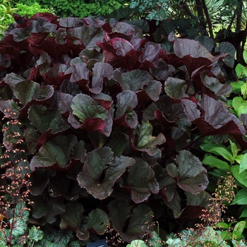 Ligularia dentata 'Britt Marie Crawford' - Bigleaf Goldenray