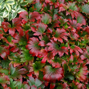 Mukdenia rossii 'Crimson Fans' - Crimson Fans Mukdenia