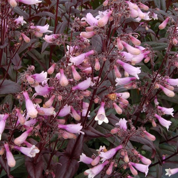 Penstemon - 'Dark Towers'