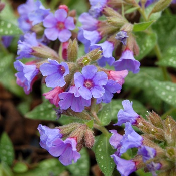 Pulmonaria 'Trevi Fountain' - Lungwort