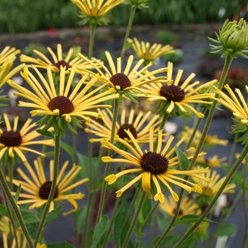 Rudbeckia subtomentosa - 'Henry Eilers'