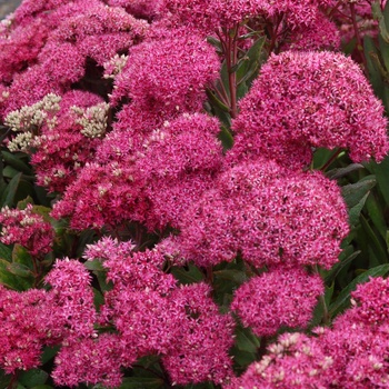 Sedum hybrid - 'Mr Goodbud' 