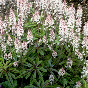 Tiarella 'Candy Striper' - Foamflower