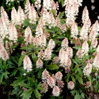 Tiarella 'Pink Skyrocket' - Foamflower
