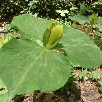 Trillium luteum - Yellow Trillium