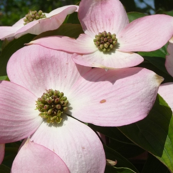 Cornus x 'Stellar Pink™' - Stellar Pink™ Dogwood