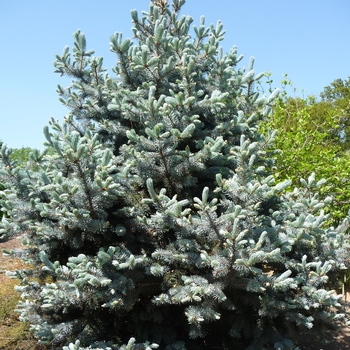 Picea pungens - 'Hoopsii'