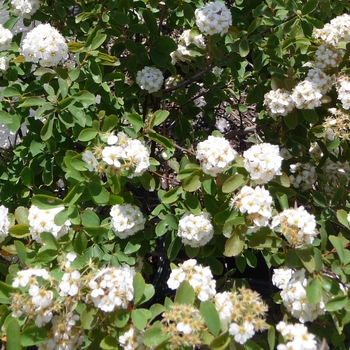 Spiraea prunifolia - Bridal Wreath Spirea