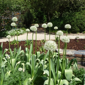 Allium stipitatum 'Mt. Everest' - Ornamental Onion