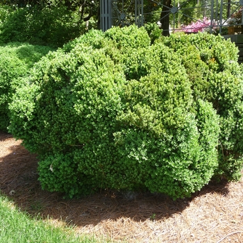 Buxus 'Green Velvet' - Green Velvet Boxwood