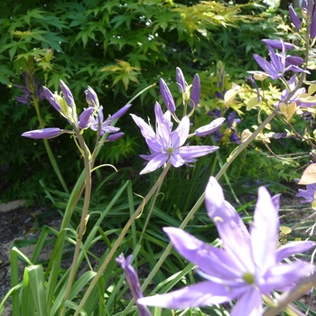 Camassia quamash - Camassia, Quamash