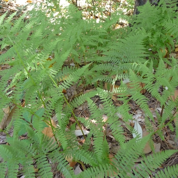 Athyrium filix-femina - Fern Lady