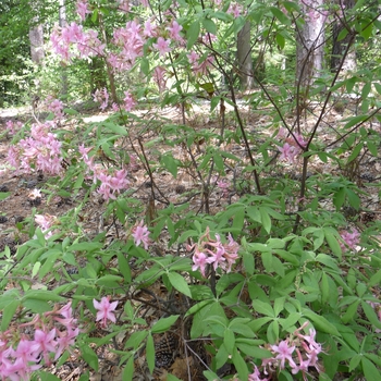 Rhododendron prinophyllum (roseum) - Roseshell Azalea