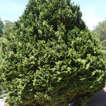 Chamaecyparis obtusa 'Kosteri' - Koster's Hinoki Falsecypress